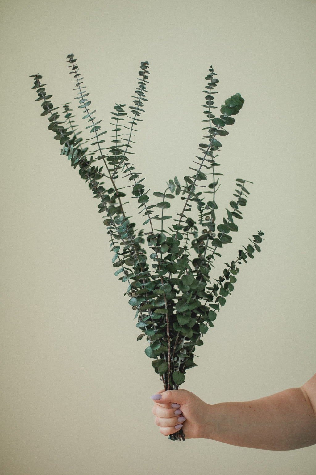 Sauna Eucalyptus Bundle - Italian Baby Eucalyptus