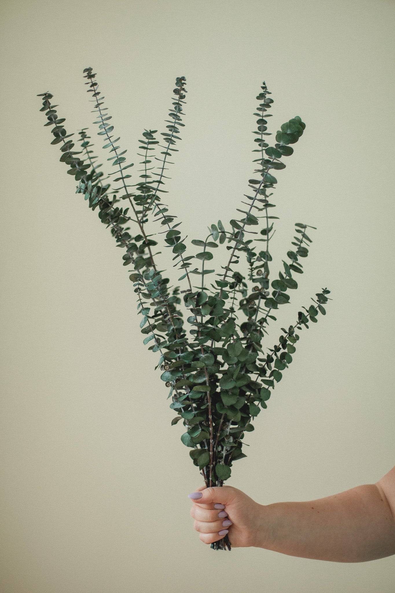 Sauna Eucalyptus Bundle - Italian Baby Eucalyptus