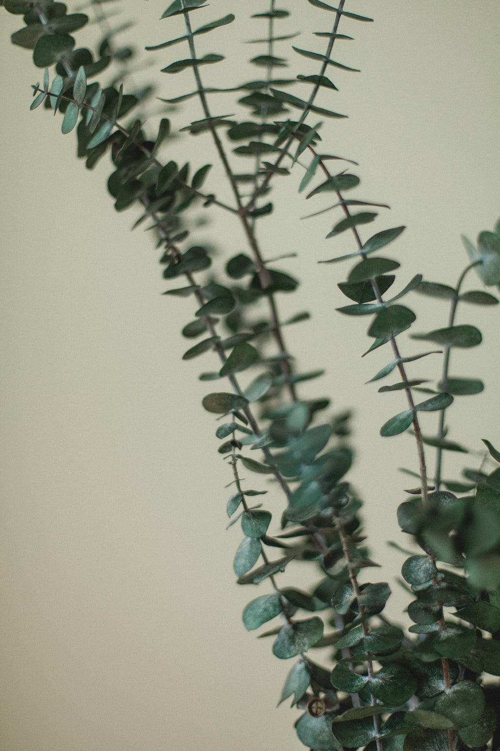 Sauna Eucalyptus Bundle - Italian Baby Eucalyptus